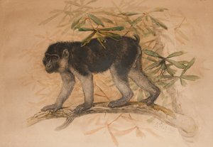 Macaque noirâtre (Macacus ocreatus), 1869 - Joseph Wolf